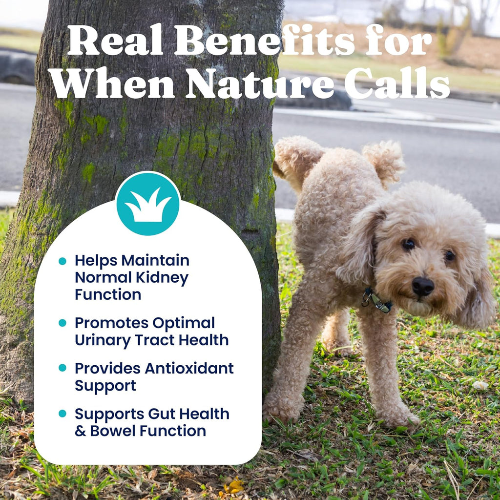 Solid Gold Berry Balance - Suplemento de Arándano Rojo para Perros con Antioxidantes (Polvo 100g, Sabor Arándano)