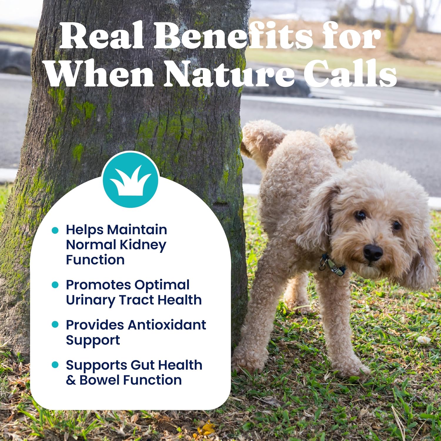 Solid Gold Berry Balance - Suplemento de Arándano Rojo para Perros con Antioxidantes (Polvo 100g, Sabor Arándano)
