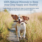 Rx Vitamins Canine Minerals - Minerales Esenciales para Perros - Calcio, Magnesio, Hierro - 454 g