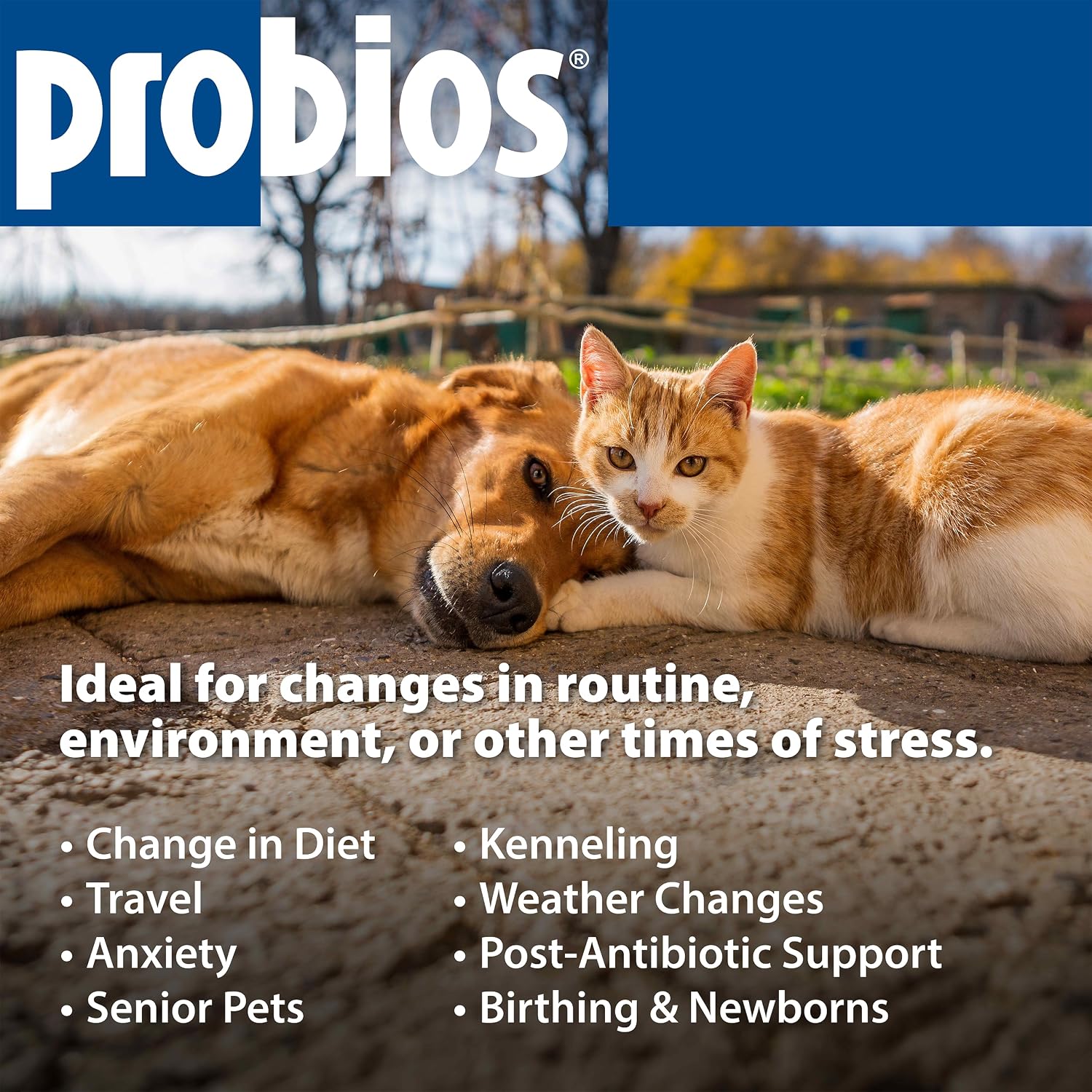 Probios Comprimidos Masticables para Perros - Probiótico Diario - 45 unidades