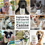 Wholistic Pet Organics Krill Oil para Perros y Gatos - Suplemento Antioxidante Premium - 60 Cápsulas Blandas