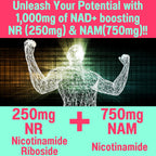 SHIZAM Gominolas NR + NAM + Resveratrol - 1000mg NAD+
