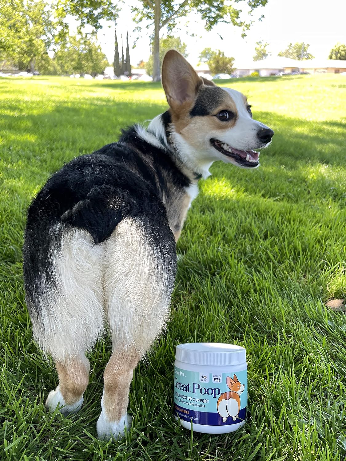 Probióticos para perros Great Poop - Fibra y enzimas digestivas para una salud intestinal óptima (120 masticables sabor pollo)