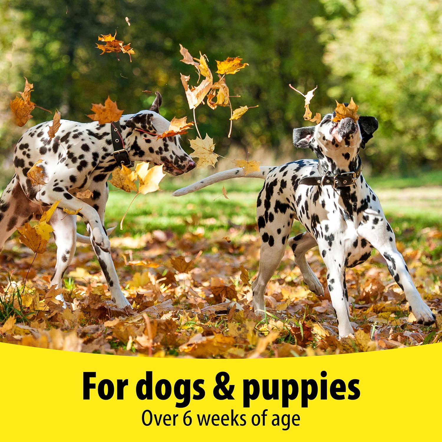 Vetzyme Dog B+E 200 comprimidos