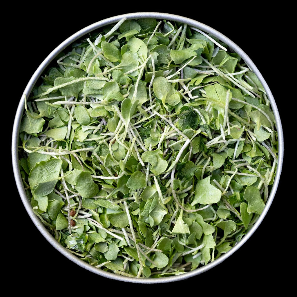 BeMicro Microgreens de Brócoli - Potenciador Nutricional, Activación Nrf2, 5g