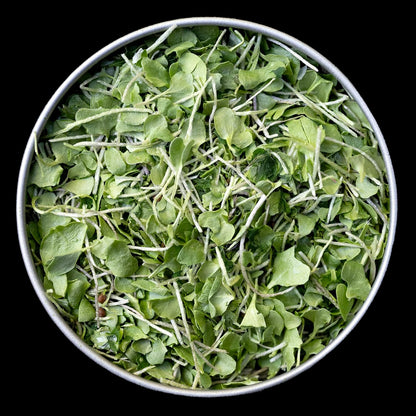 BeMicro Microgreens de Brócoli - Potenciador Nutricional, Activación Nrf2, 5g – Image 2