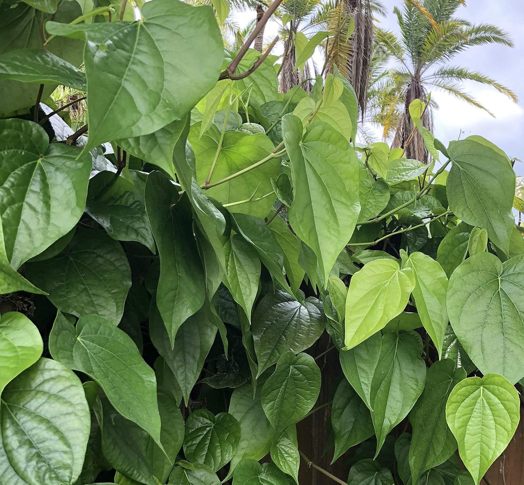 Fresh Betel Leaf, Paan, Piper Betel (10 Hojas) – Handpicked Premium Quality – Para Masticar, Puja Religiosa, Uso Ayurvédico – Indian Tambul, Vettila, Tambaku Patta – 10 Unidades