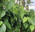 Fresh Betel Leaf, Paan, Piper Betel (10 Hojas) – Handpicked Premium Quality – Para Masticar, Puja Religiosa, Uso Ayurvédico – Indian Tambul, Vettila, Tambaku Patta – 10 Unidades