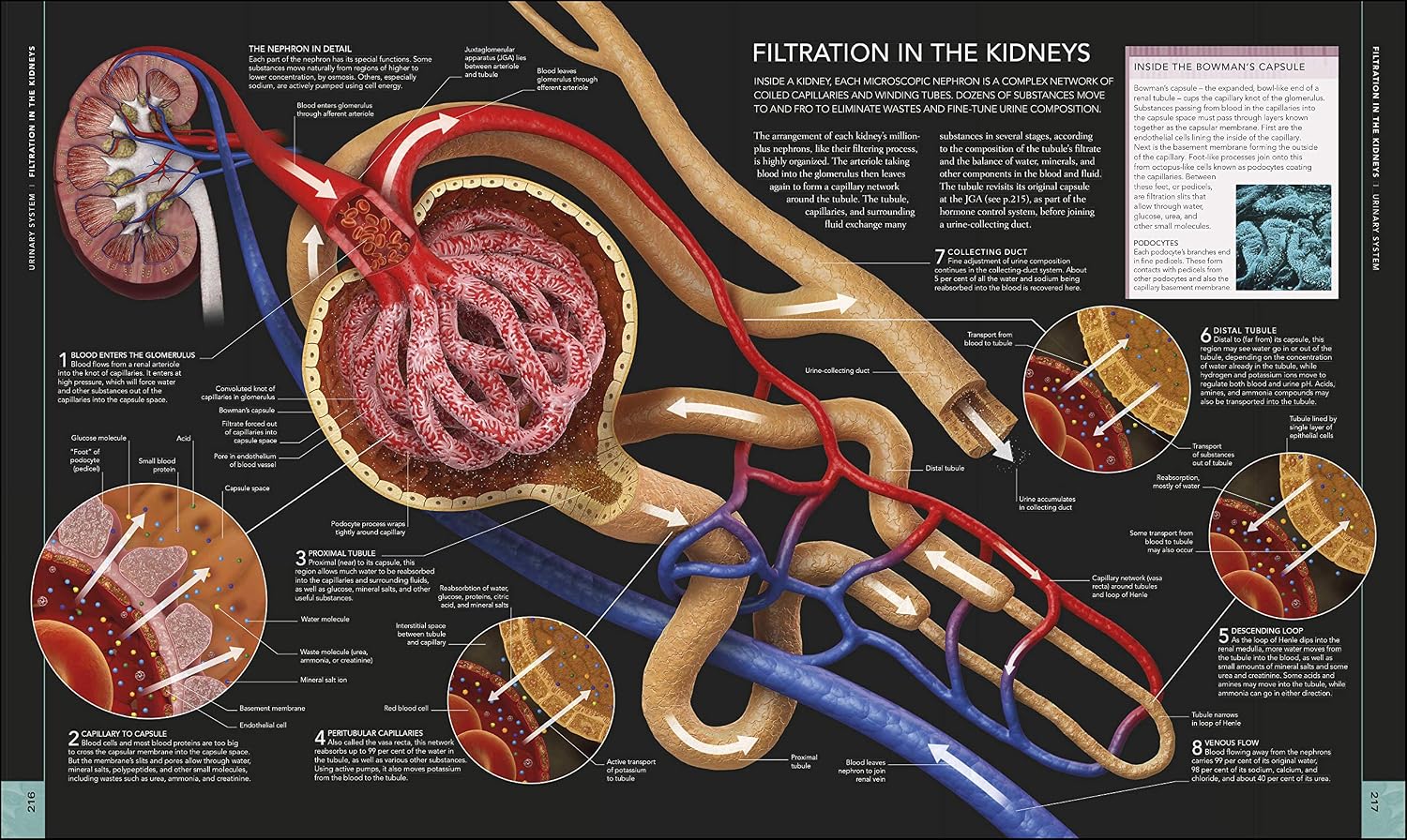 Libro del Cuerpo Humano