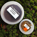 Bioactive Combo: 25 Isópodos Powder Orange + 240 ml Colémbolos Tropicales Coco - TC INSECTS