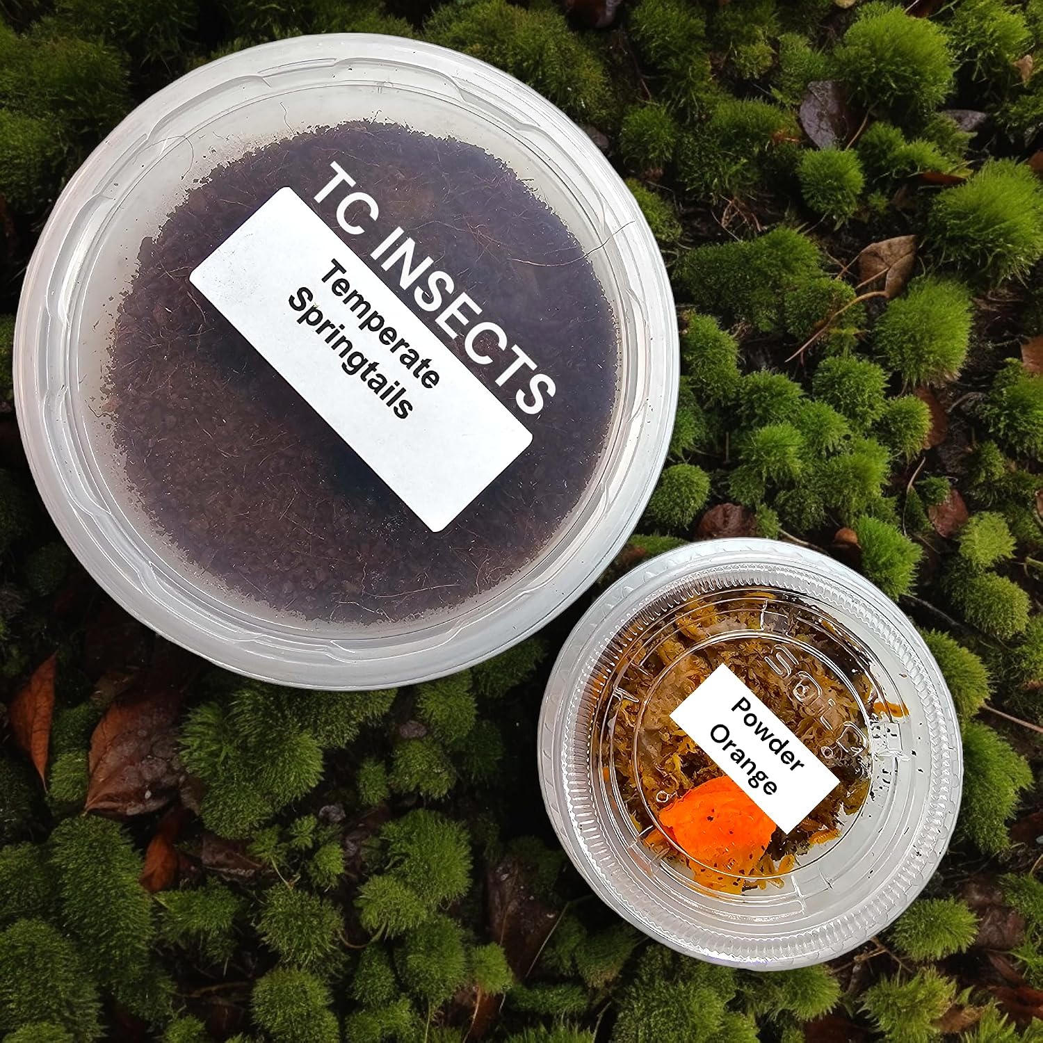 Bioactive Combo: 25 Isópodos Powder Orange + 240 ml Colémbolos Tropicales Coco - TC INSECTS