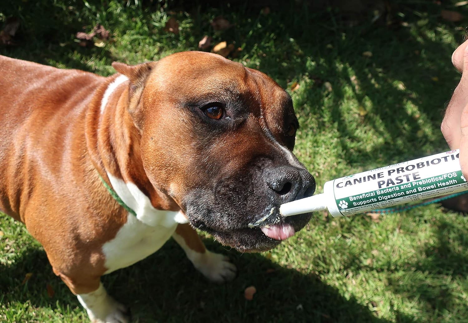 Dogzymes Pasta Probiótica para Perros 30g
