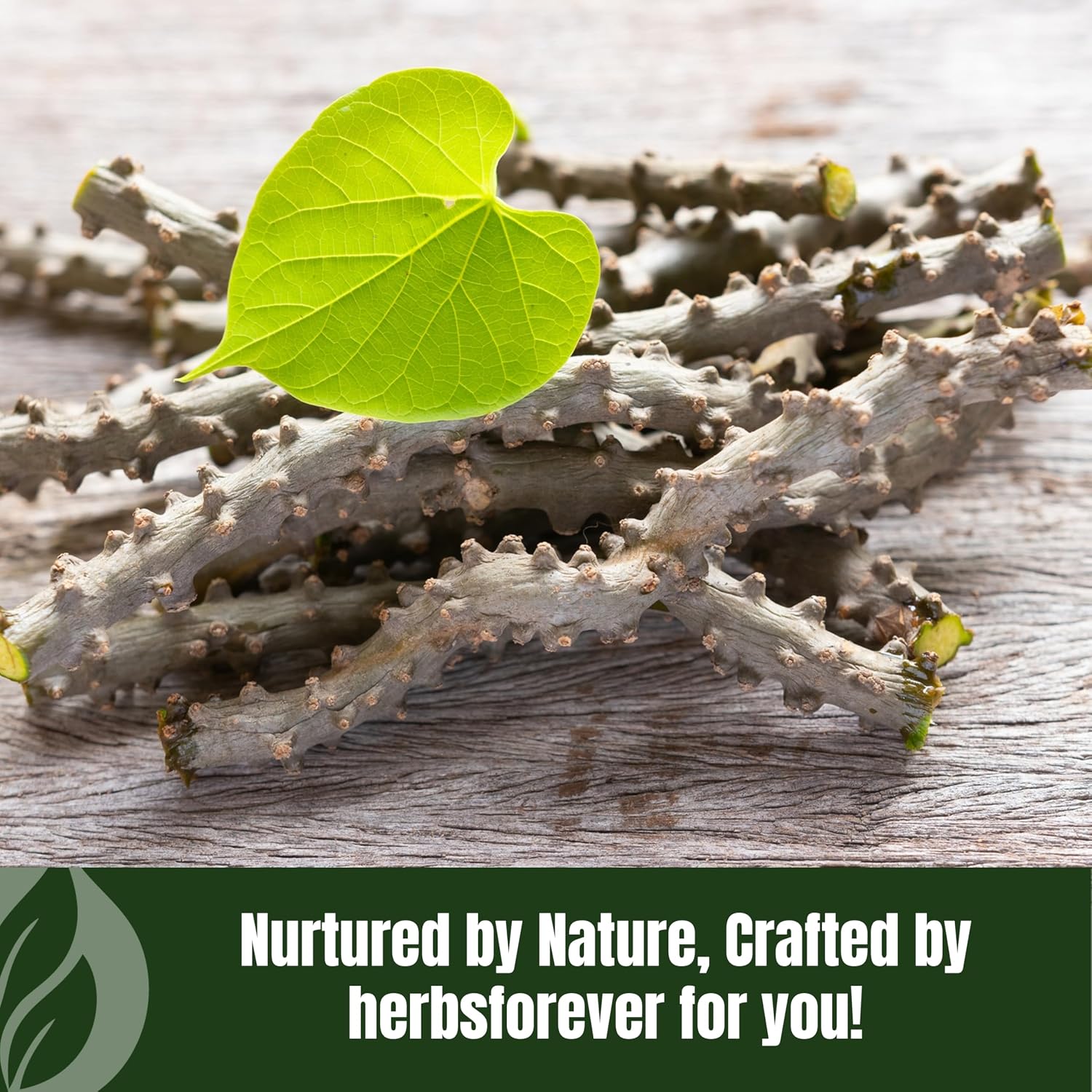 Herbsforever Guduchi Powder - Tinospora cordifolia, 454 g