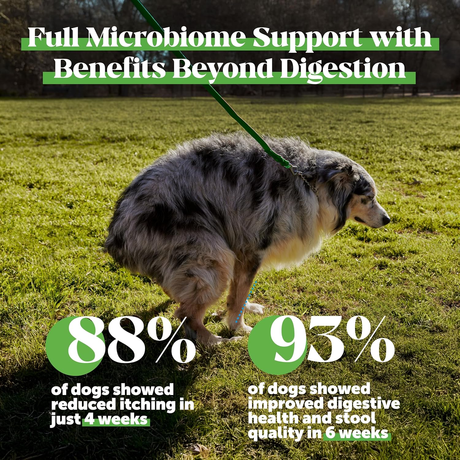 Probióticos de Máxima Potencia para Perros con Enzimas Digestivas - Apoyo Avanzado para la Salud Intestinal (Pollo, 90 uds)