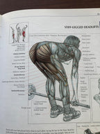 Anatomía del entrenamiento de fuerza