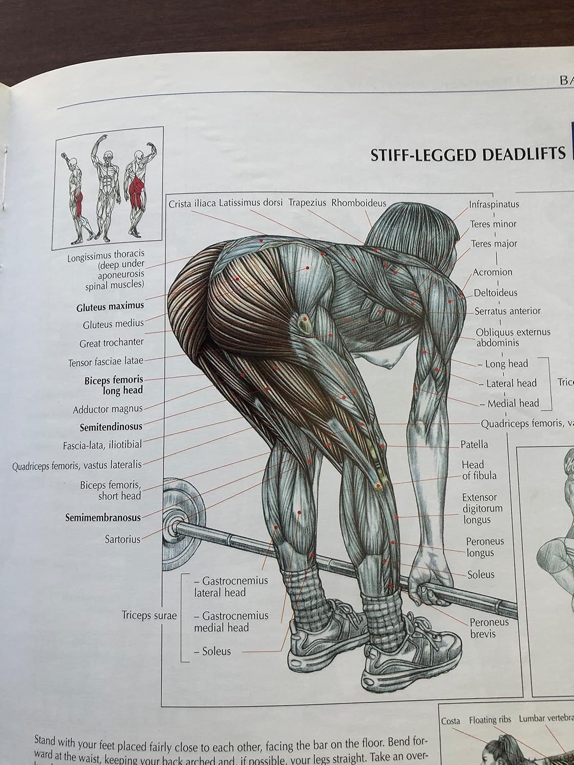 Anatomía del entrenamiento de fuerza