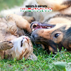 Sun Chlorella Sun Premios para Mascotas - Suplemento verde superfood para perros y gatos - 120 premios