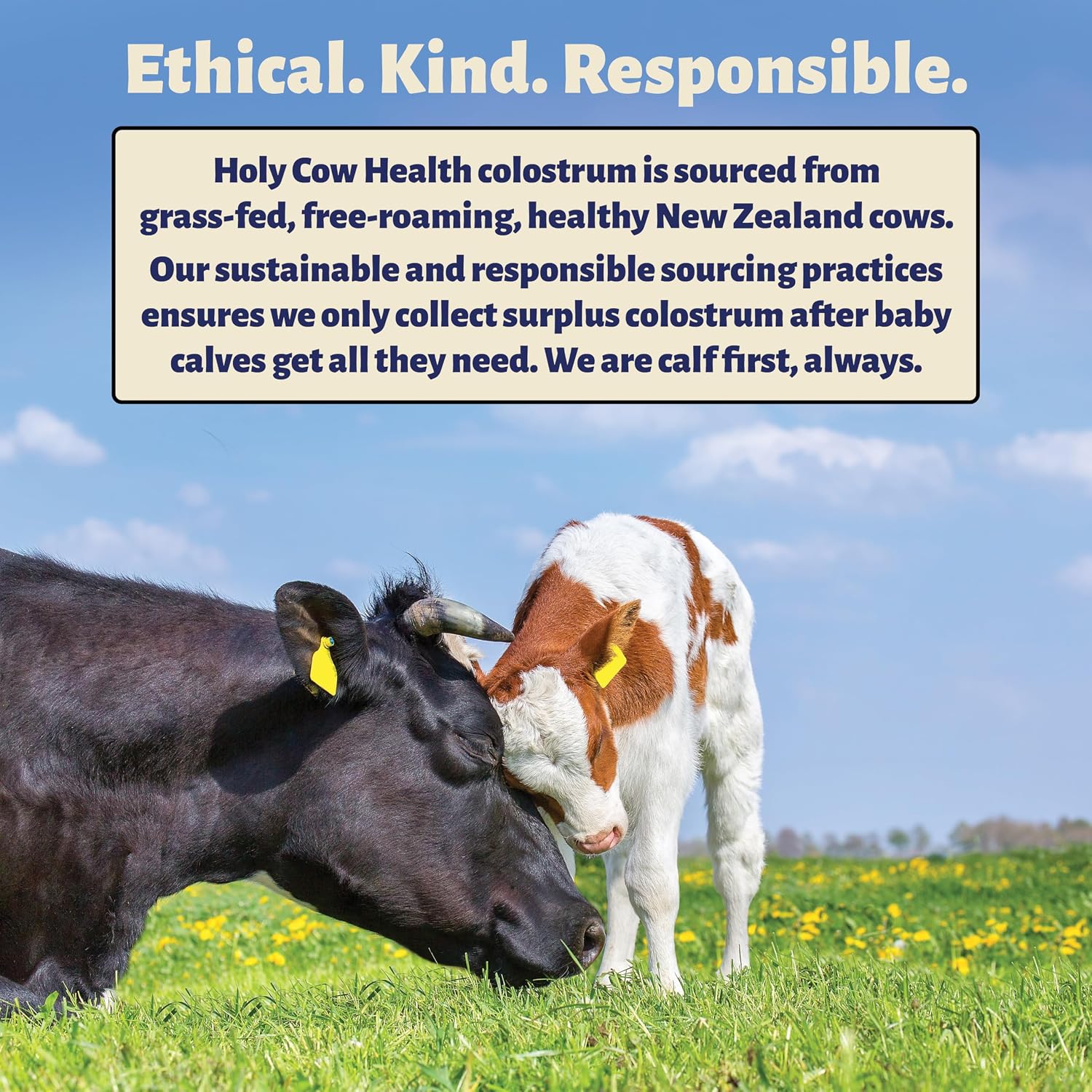 Holy Cow Health Cápsulas de Calostro Puro, Sin Diluir, Altamente Bioactivo - Origen Ético Nueva Zelanda - Apoya Salud Intestinal, Inmunidad y Bienestar
