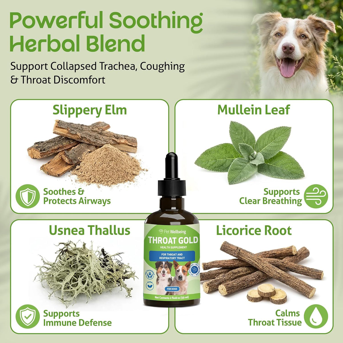 Pet Wellbeing Throat Gold para Perros – – Gordolobo (Verbascum thapsus): Planta conocida por sus propiedades – Image 3